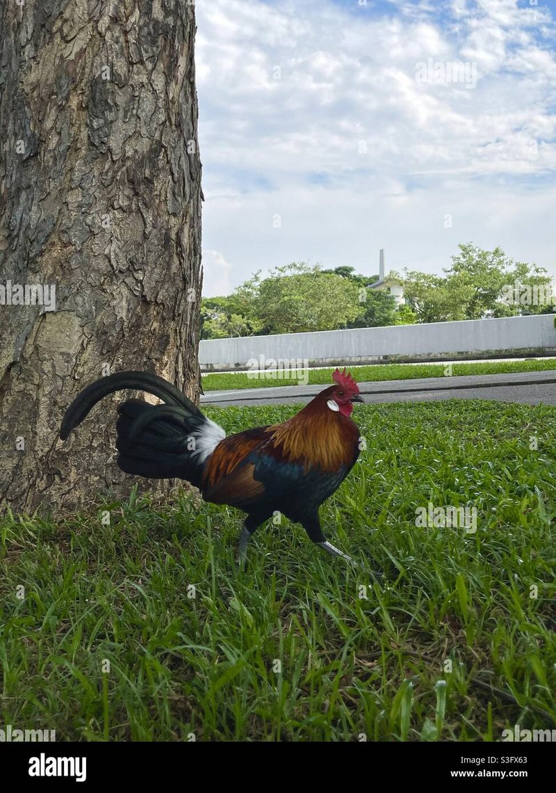 Explore chicken road online