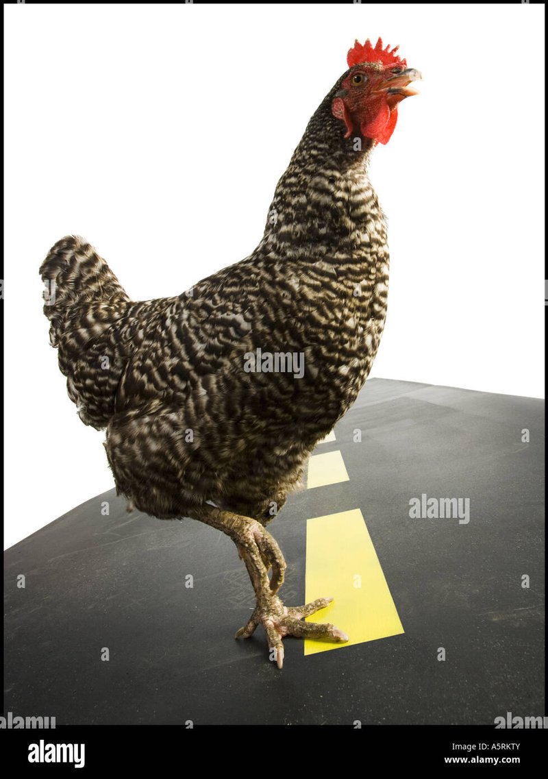 Image: Descubre el Exclusivo Casino de la Ruta del Pollo en España